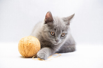 Obraz premium cute gray domestic young kitten play with ball of thread