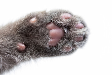 close up photo of grey kitten paw