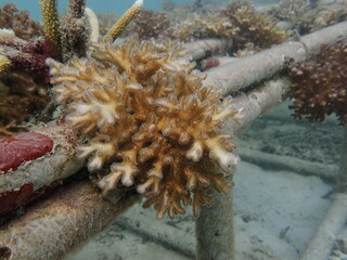 Coral transplant at coral nursery area in Marine park