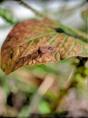 insects that are camouflage on leaves of the same color
