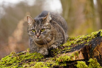 Naklejka na ściany i meble Beautiful tabby cat lying on a tree stump. 