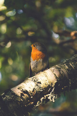 robin in the sunlight
