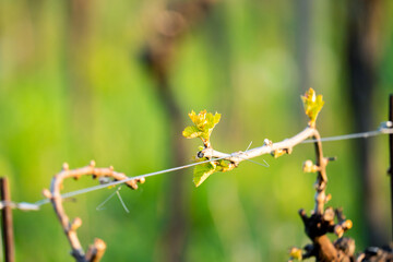 Young inflorescence of grapes on the vine close-up macro shot 