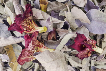 fallen hibiscus flowers lie on the dry leaves of trees