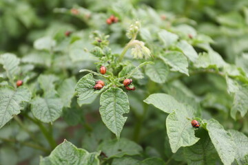 Colorado potato beetle and red larva crawling and eating potato leaves.