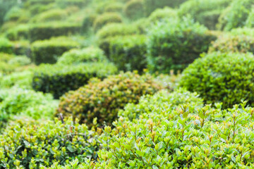 Buxus. Decorative green plants in a garden