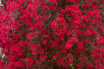 flowers in a decorative truss Botanical Garden Emek Hefer