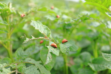 Colorado potato beetle and red larva crawling and eating potato leaves