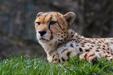 A cheetah (Acinonyx jubatus) in a grassy grassland and yellow flowers in a field.