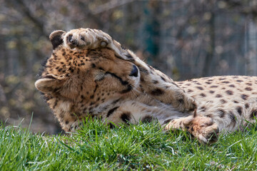 A cheetah (Acinonyx jubatus) in a grassy grassland and yellow flowers in a field.