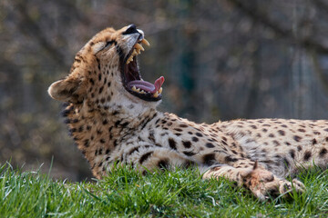 A cheetah (Acinonyx jubatus) in a grassy grassland and yellow flowers in a field.