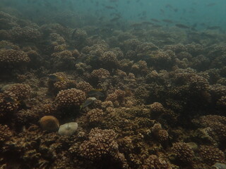 Coral transplant at coral nursery area in Marine park