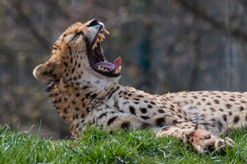 A cheetah (Acinonyx jubatus) in a grassy grassland and yellow flowers in a field.