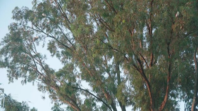 A flock of corellas in a big eucalyptus tree in Western Australia during sunset.