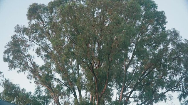A flock of corellas in a big eucalyptus tree in Western Australia during sunset.