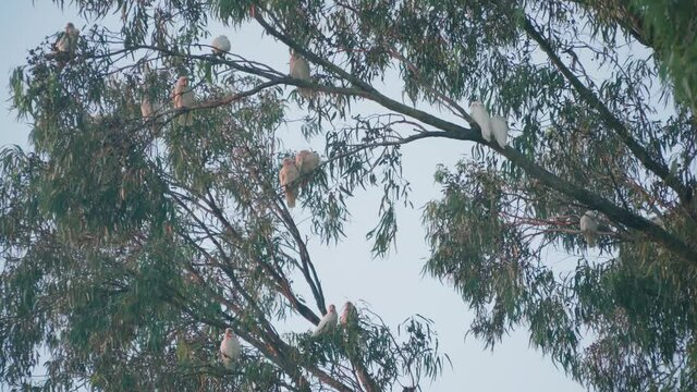 A flock of corellas in a big eucalyptus tree in Western Australia during sunset.