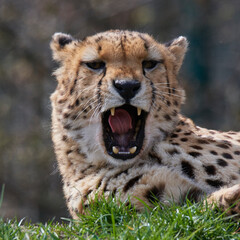 A cheetah (Acinonyx jubatus) in a grassy grassland and yellow flowers in a field.