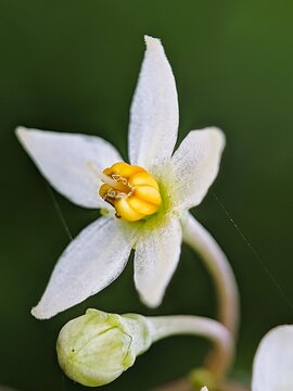 white telur teter flower with dew drops