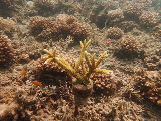 Coral transplant at coral nursery area in Marine park