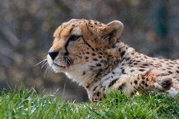 A cheetah (Acinonyx jubatus) in a grassy grassland and yellow flowers in a field.