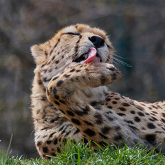 A cheetah (Acinonyx jubatus) in a grassy grassland and yellow flowers in a field.
