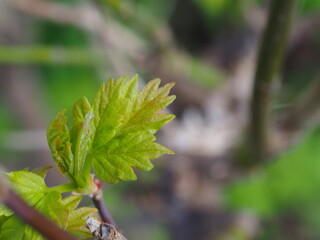 close up of leaves