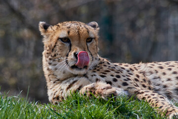 A cheetah (Acinonyx jubatus) in a grassy grassland and yellow flowers in a field.