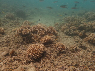 Coral transplant at coral nursery area in Marine park