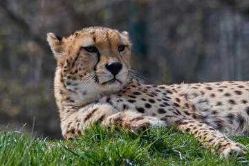 A cheetah (Acinonyx jubatus) in a grassy grassland and yellow flowers in a field.