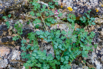 Fumaria officinalis. Plant and flower of common fumitory.