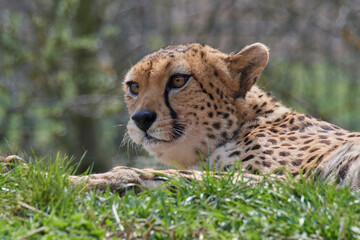 A cheetah (Acinonyx jubatus) in a grassy grassland and yellow flowers in a field.