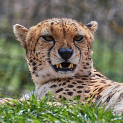 A cheetah (Acinonyx jubatus) in a grassy grassland and yellow flowers in a field.