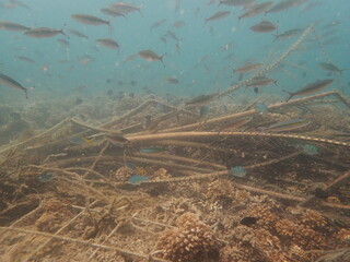 Coral transplant at coral nursery area in Marine park