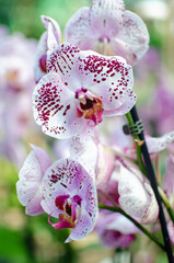 Orchid flowers of different colors. Greenhouse of beautiful flowers. Orchid species
