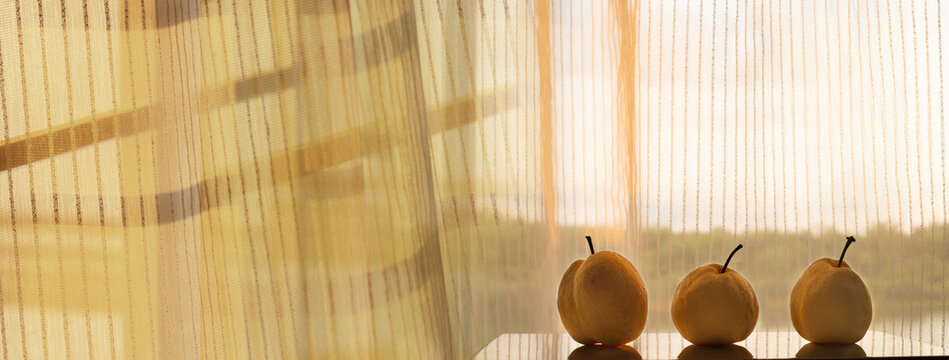 three yellow nashi pear fruit still life with sunlight white curtain background