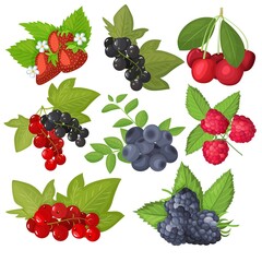 The set of vector berries is isolated. Blueberries, currants, cherries, strawberries, blackberries, raspberries. Cartoon flat