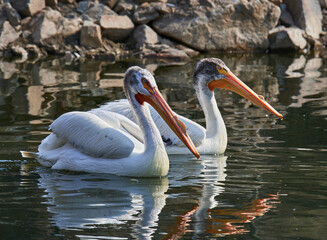 White Pelican (Pelecanus onocrotalus) on Watwr, in Summer