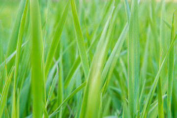 Fototapeta na wymiar Fresh green grass for the whole frame. Selective focus
