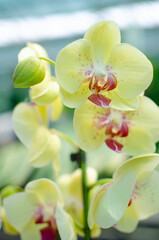 Fototapeta na wymiar Orchid flowers are yellow. Greenhouse of beautiful flowers. Orchid species