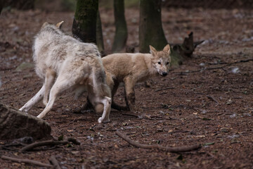 Loup et louveteau arctiques