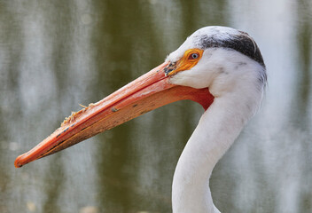 White Pelican (Pelecanus onocrotalus) on Watwr, in Summer