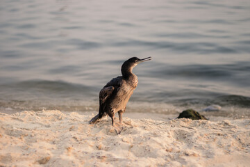The great cormorant or shag (Phalacrocorax carbo) on the shore.