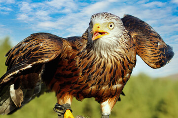 Close-up of a white tailed eagle. Portrait of a red kite with open beak (Milvus milvus) against blue sky 