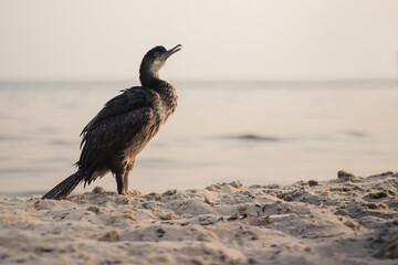 The great cormorant or shag (Phalacrocorax carbo) on the shore.