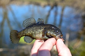 Summer fishing on the lake, Perccottus glenii
