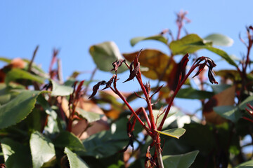Photinia new leaves  on bush damaged by frost on early springtime against blue sky. Photinia x...