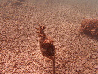 Coral transplant at coral nursery area in Marine park