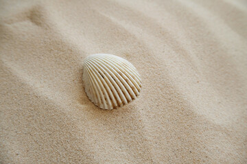 Fototapeta na wymiar Seashells on a sandy beach. Summer background. Travel to sea countries