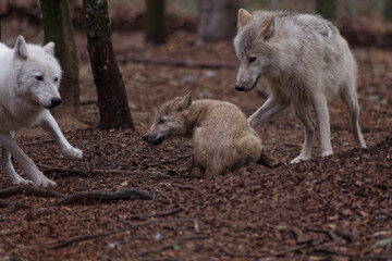 Fototapeta premium Loup et louveteau arctiques