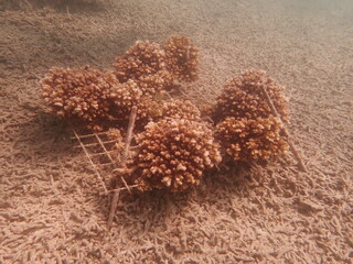 Coral transplant at coral nursery area in Marine park
